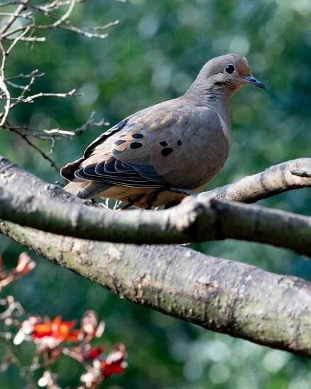 GALLANT LENS - Anna Gallant Mcintosh - Birds
