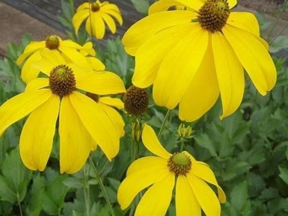 Třapatka (rudbékie) lesklá 'Herbstsonne' - Rudbeckia nitida 'Herbstsonne' - Zahradnictví Spomyšl