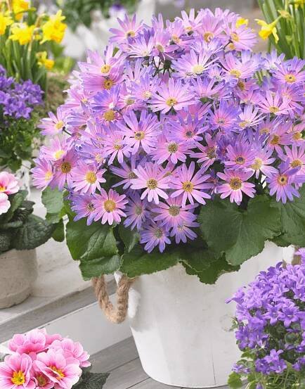Senetti-Magic-Salmon-05.png