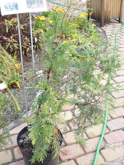 Austrocedrus (Austrocedrus chilensis)