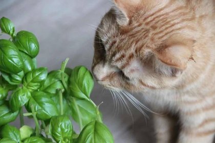 Kočky a pokojové rostliny mohou být přátelé. Stač�í málo