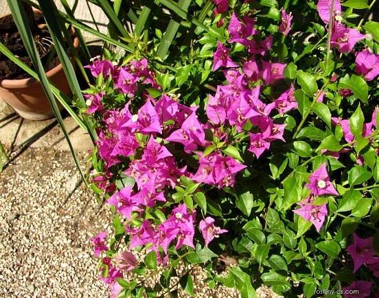 Bugenvilea lysá (Bougainvillea glabra)