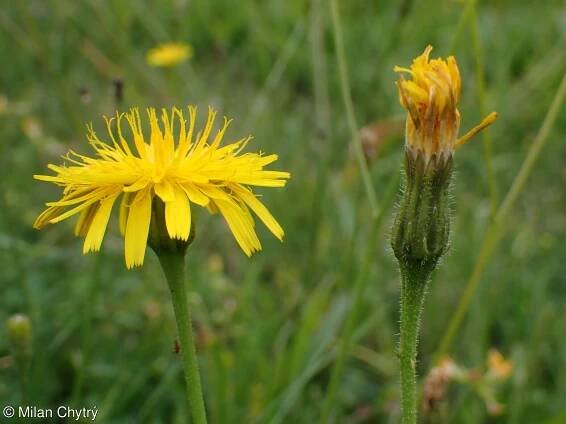 Leontodon hispidus – máchelka srstnatá