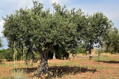 První ovocné stromy byly zasazeny před 7000 lety, zjistili vědci