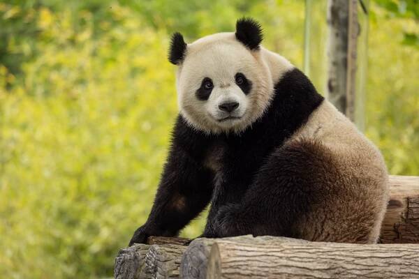 Giant panda Bao Li