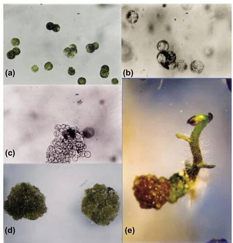 Figure 1. (a) Protoplast fusion PEG —induced. (b) Cell divisions with 3-6 days. (c) Colony divided from fused protoplasts at 20 and 25 days respectively, after fusion.(d) Calli derived from fused protoplasts showed purple-colored cells.(e) Plant regeneration. 