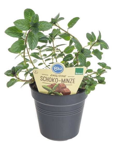 Bio Máta čokoládová, Mentha piperita, v květináči skladem