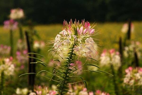 dendrologicka-zahrada-srpen-2013-016.jpg