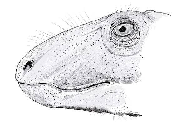 Raranimus