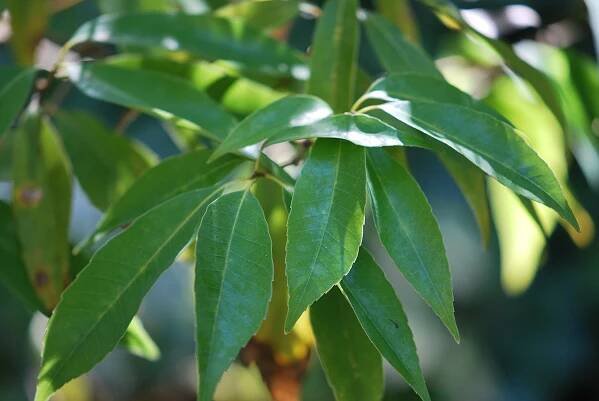 Quercus myrsinifolia - dub bambusový 