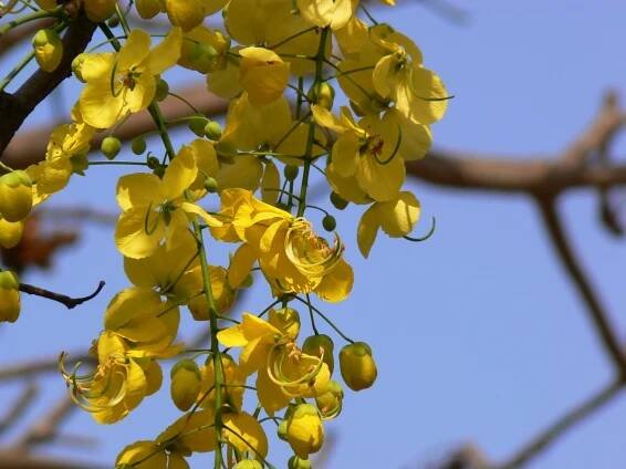 La flor de la Cassia fistula es amarilla