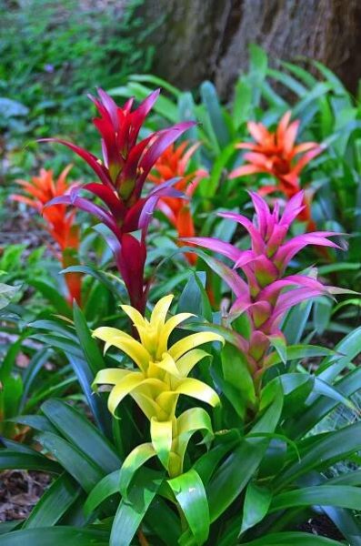 Bromelia tipos