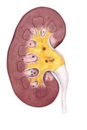 Animace drtících kamenů v ledvinách, Anatomie lidského ledvinového průřezu.3D lidská ledvina zobrazující detail krevního zásobení, ledviny močového systému, kůry mozkové, medully a pyramidy. vzdělávací, vědecké a lékařské 3D — Stock záběr