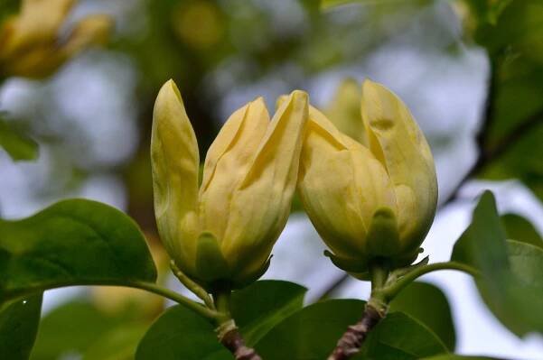 two yellow magnolias in bloom