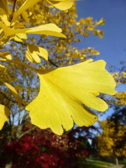Jinan dvoulaločný - podzimní list (Ginkgo biloba)