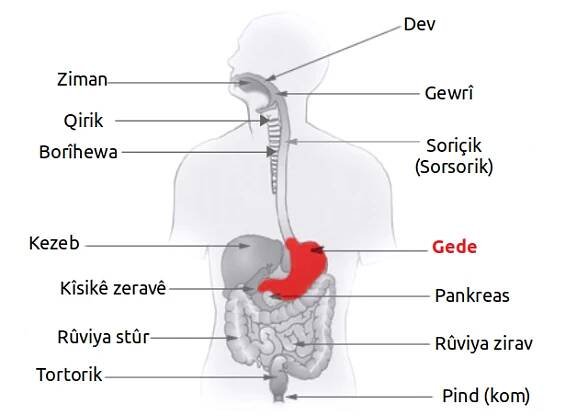 Gede - Wîkîpediya