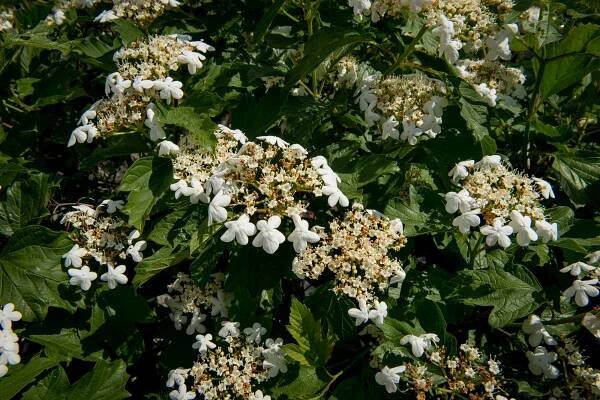 Zahradnictvi-flos.cz: Kalina obecná - Viburnum opulus, Kontejner o objemu 5 litrů velikost 40 - 60 cm