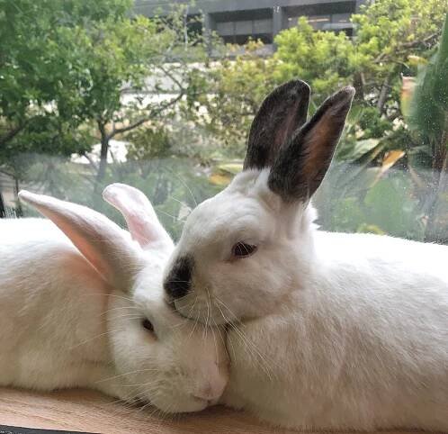 Rabbit Petting Etiquette: How to Pet a Bunny