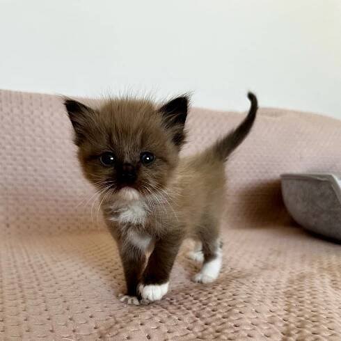 Ragdoll kočky | Chovatelská stanice Pod Vinohradem