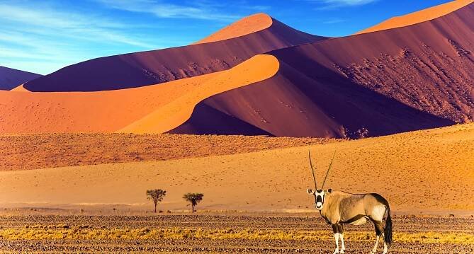 1032x554_Afrika_Safari_shutterstock_754071406