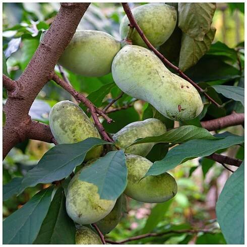 Semena indianského banánu – indiánský banán Paw Paw – Asimina triloba