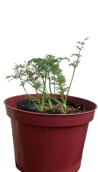 dill for sale in manila