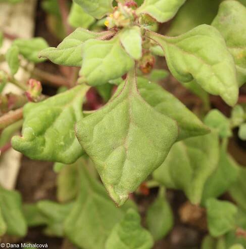 fotografie Tetragonia tetragonoides (čtyřboč rozložitá)
