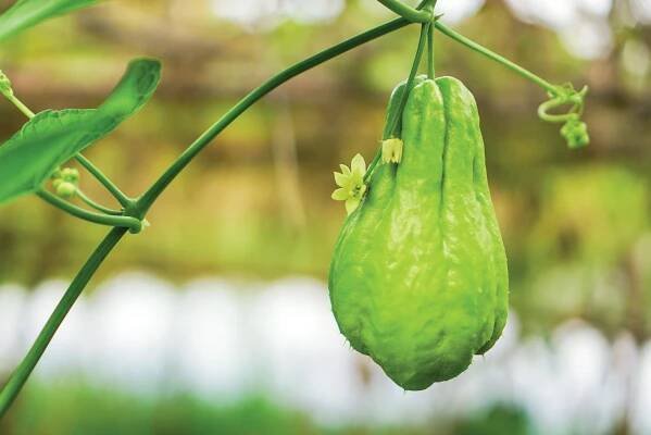 Chayote Growing and Profile