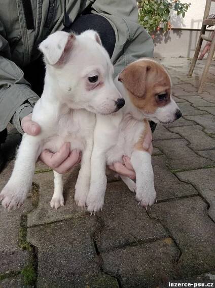 JRT, Jack Russel Teriér – hladkosrstí – prodej štěňat. 