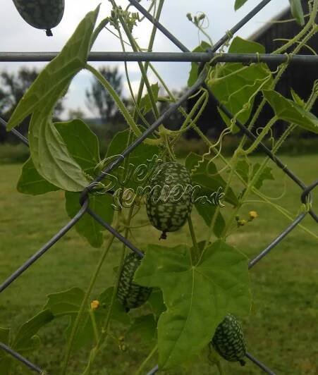 Cucamelon (Melothria scabra) 10 alebo 50 semien 2