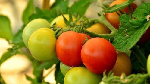 Jak nechat dozrát rajčata: Praktické tipy a triky - Únor 2024 - LaskaVezrozeni.CZ