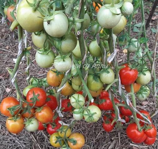 Tomato Cooper: popis odrůdy, vlastnosti, výnos, recenze, fotografie