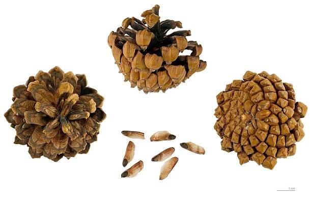 Súbor:Pinus mugo subsp. uncinata MHNT.BOT.2005.0.976.jpg – Wikipédia