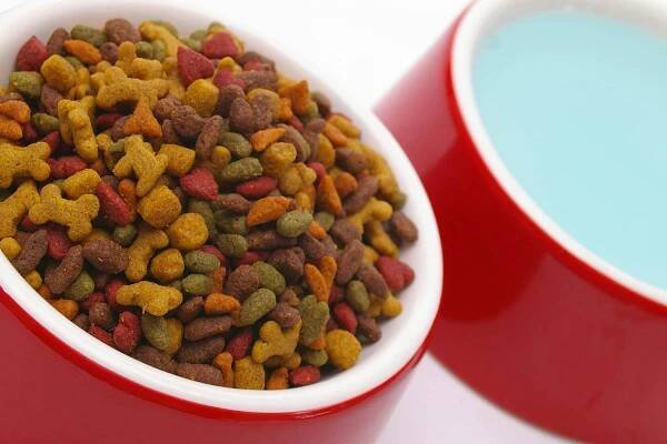 Kibble Allergies in Dogs - Symptoms, Causes, Diagnosis, Treatment, Recovery, Management, Cost