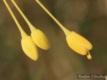 Allium flavum 