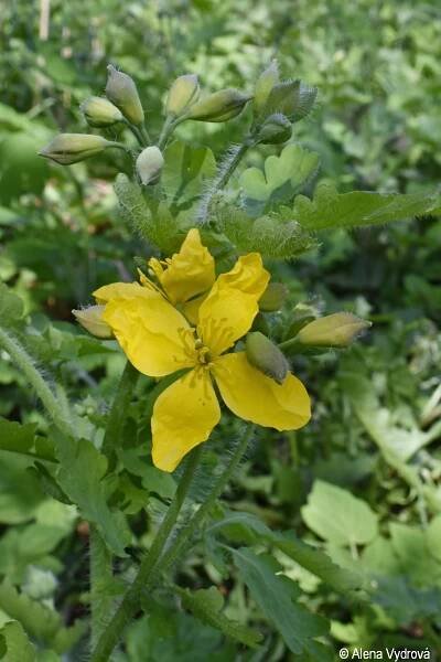 Chelidonium majus | Květena Šumavy
