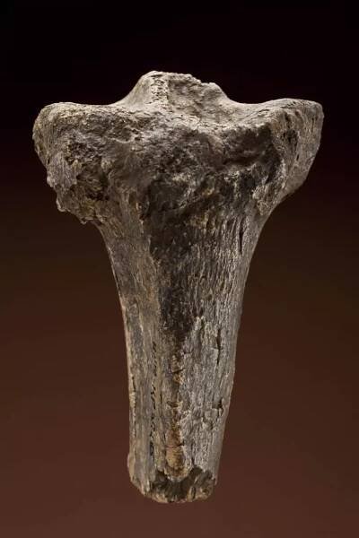  KNM-KP 29285, tibia, Australopithecus anamensis 