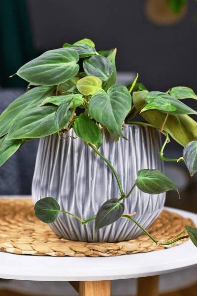 philodendron brasil plant