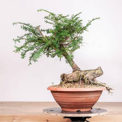Taxus baccata no.21 – BonsaiMoravia