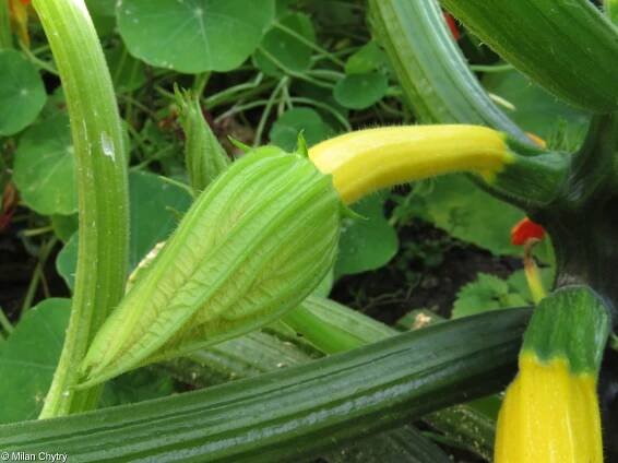 Cucurbita pepo – tykev obecná, dýně obecná