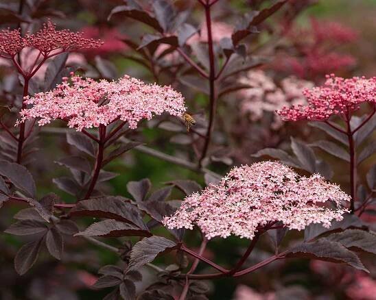 leaves and flowers of Black Beauty elder (Sambucus Black Beauty (‘Gerda’))