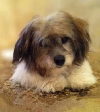 Coton de Tulear - Wikipedia