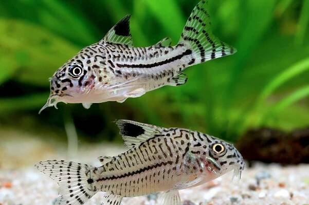 Julii Cory: How to Create a Perfect Tank Environment