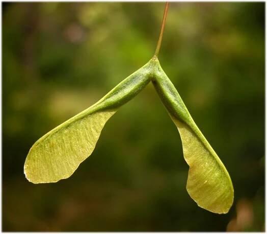Acer negundo L. - Portale della Flora d'Italia / Portal to the Flora of Italy