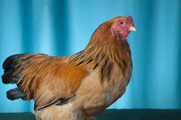 Blog — Heritage Poultry Conservancy