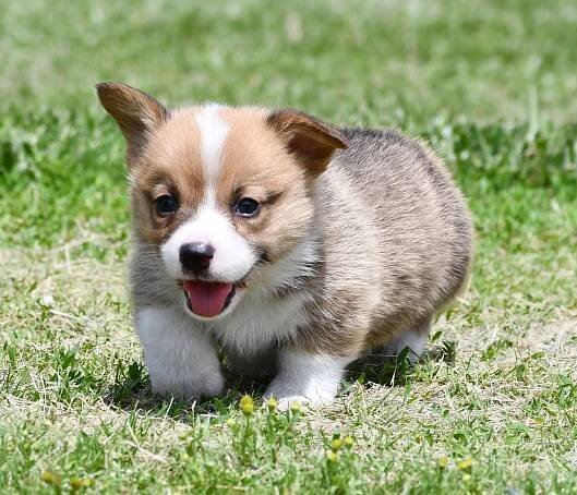 Cardigan Welsh Corgi For Sale | F&M Corgis | Kansas 