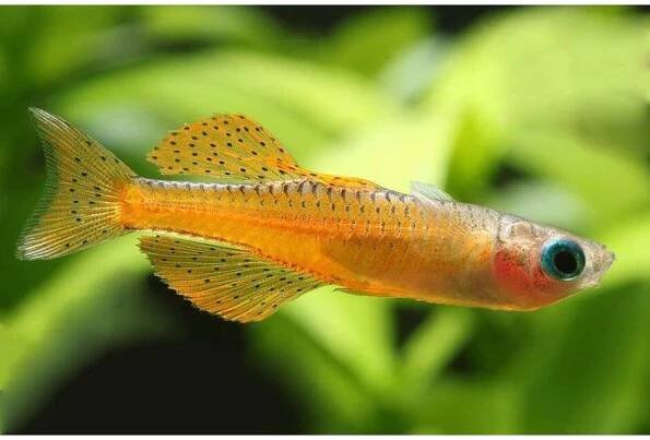 Pseudomugil luminatus 2-2,5 cm