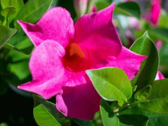 Mandevilla Sundevilla 'Classic Pink'