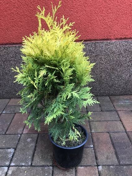 Sungold 2