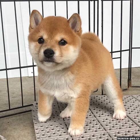 Shiba-inu
